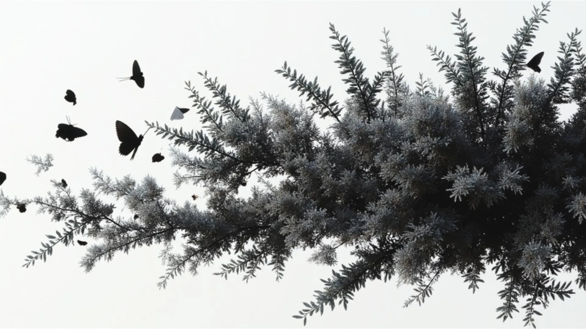 Ideogram Transparent